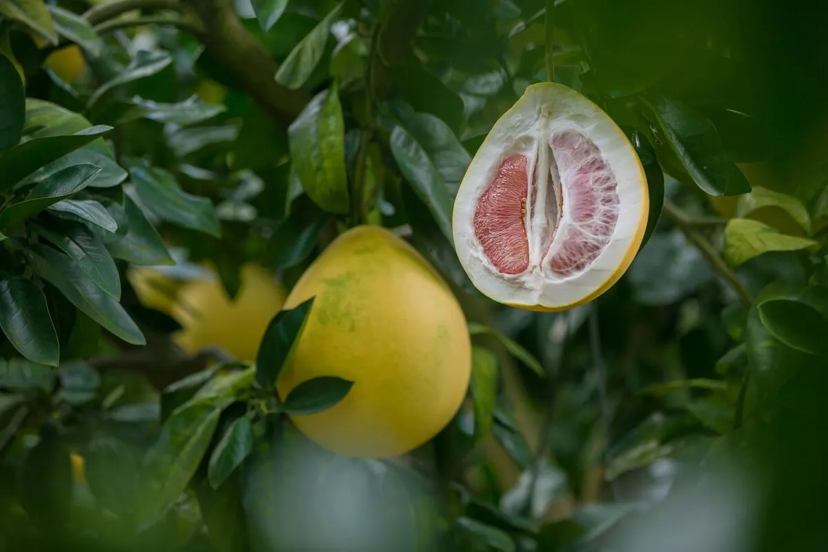 pomelo fogyasztása