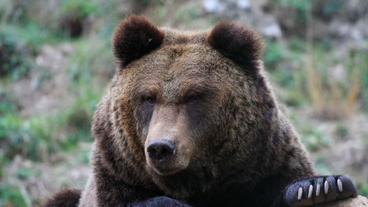 Brutális medvetámadás történt Szlovéniában