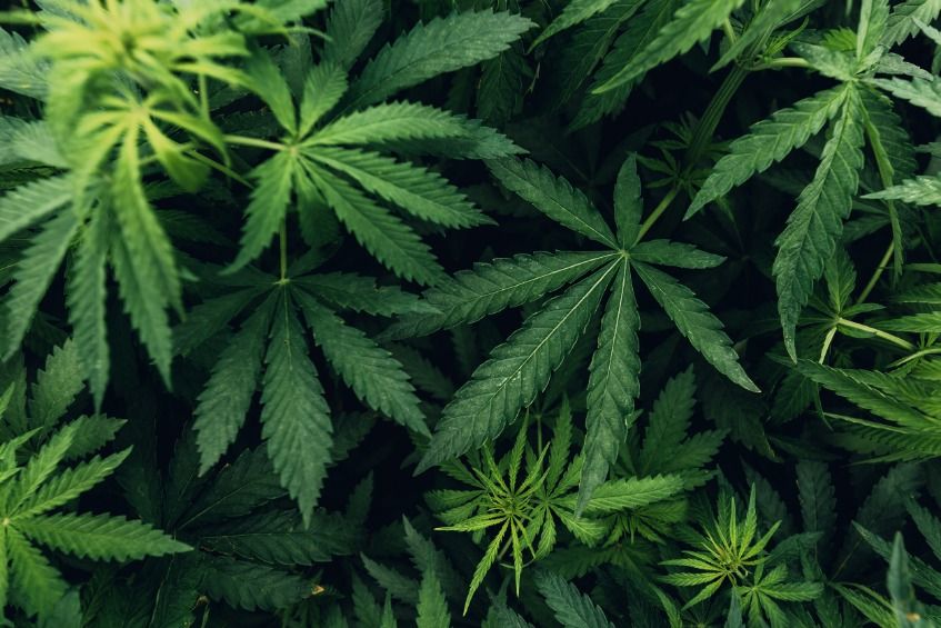kannabis, marihuána