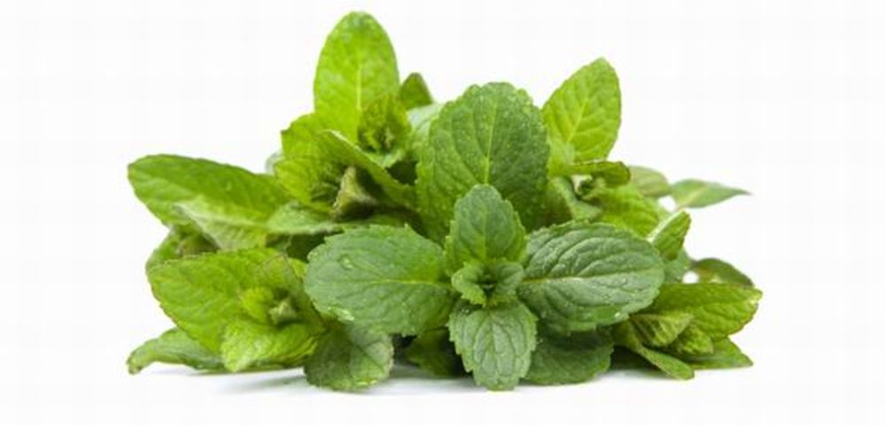 menta