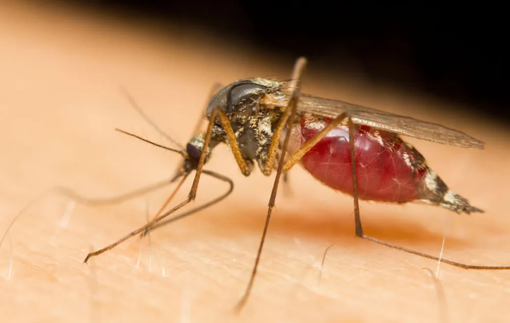 szunyog, zikavirus