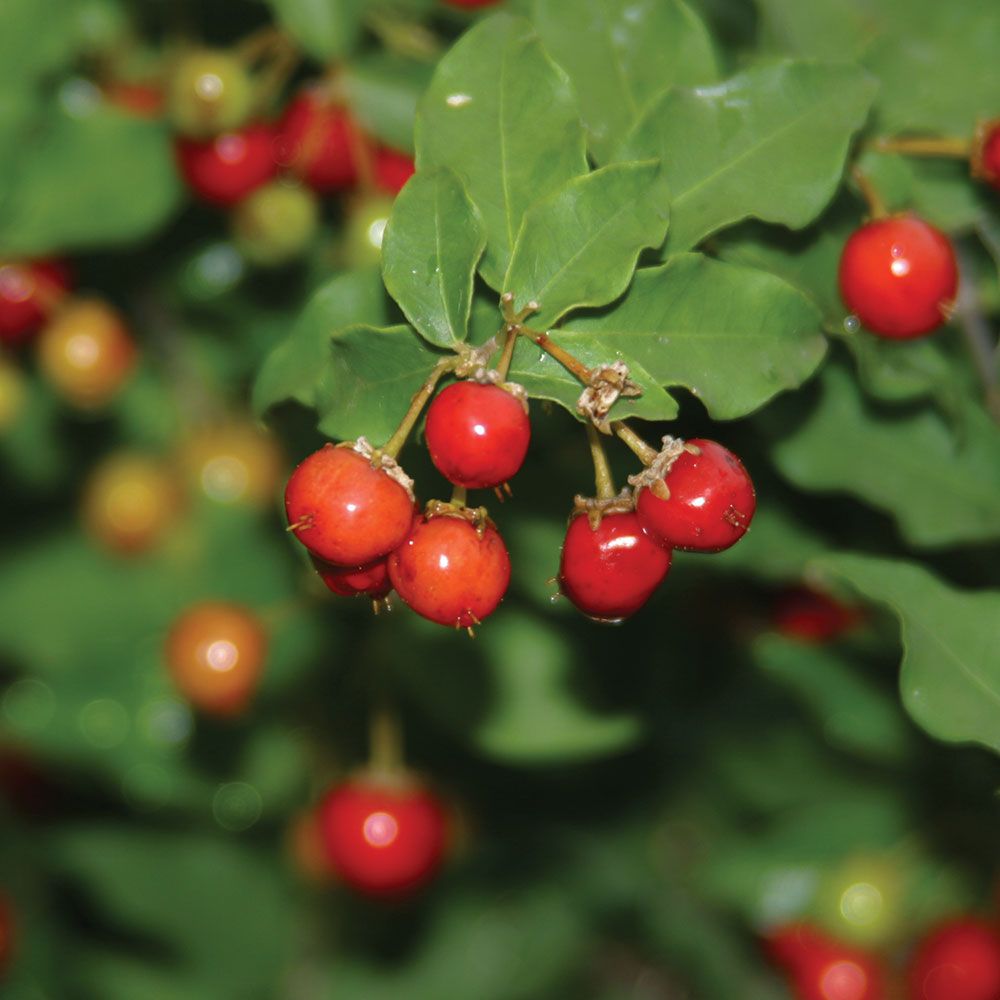 acerola