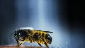 Darázscsípés miatt élet és halál között lebeg az intenzív osztályon egy 2 éves kisfiú