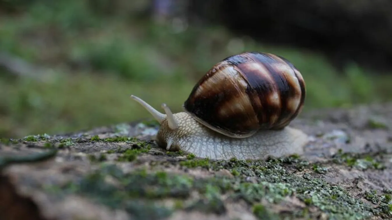 A szépségipar új őrülete: csiganyál minden mennyiségben