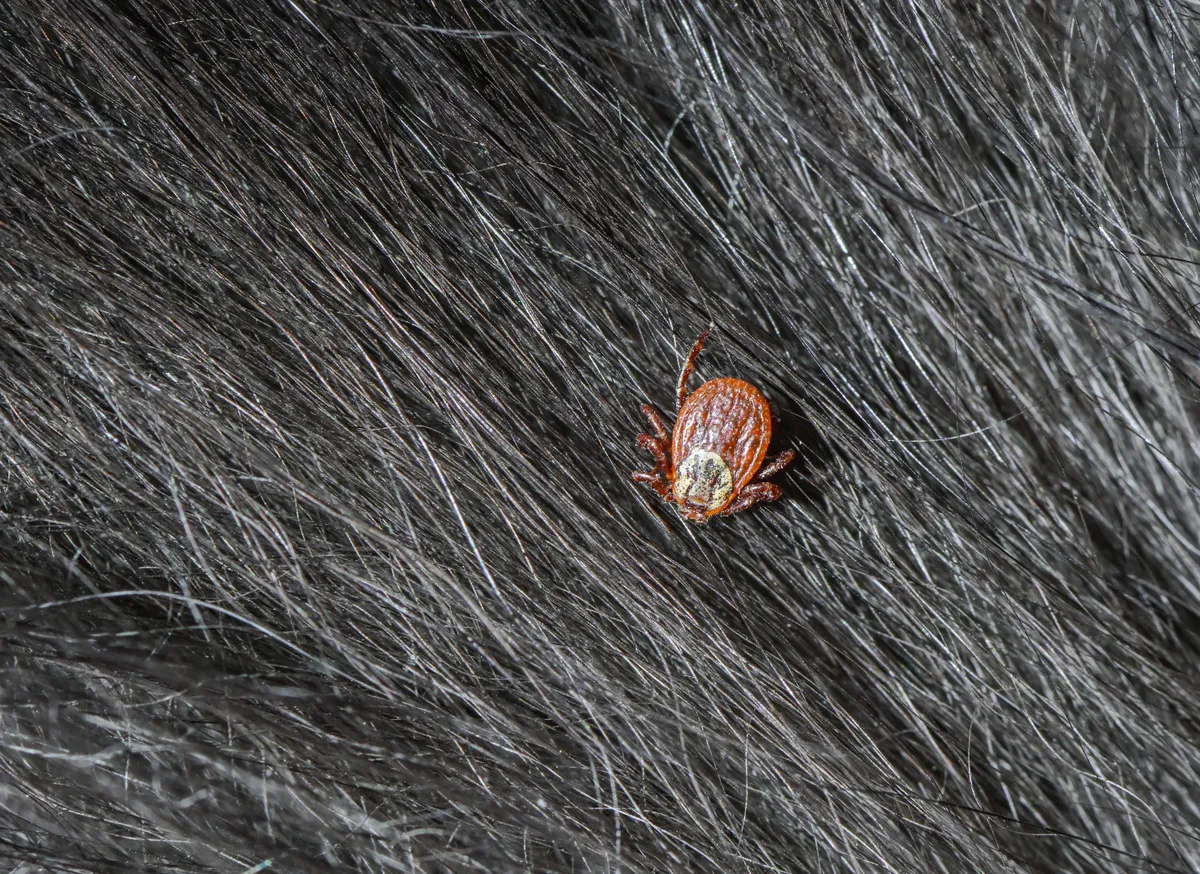 kullancs, kullancs csípés, kutya, Lyme-kór