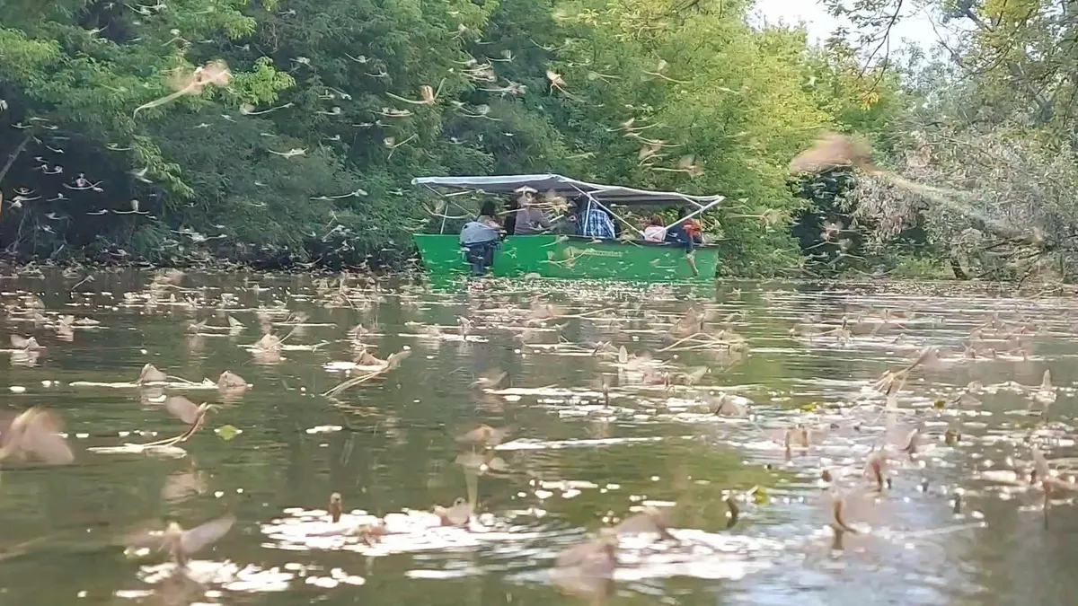tiszavirágzás, kérész, Tisza