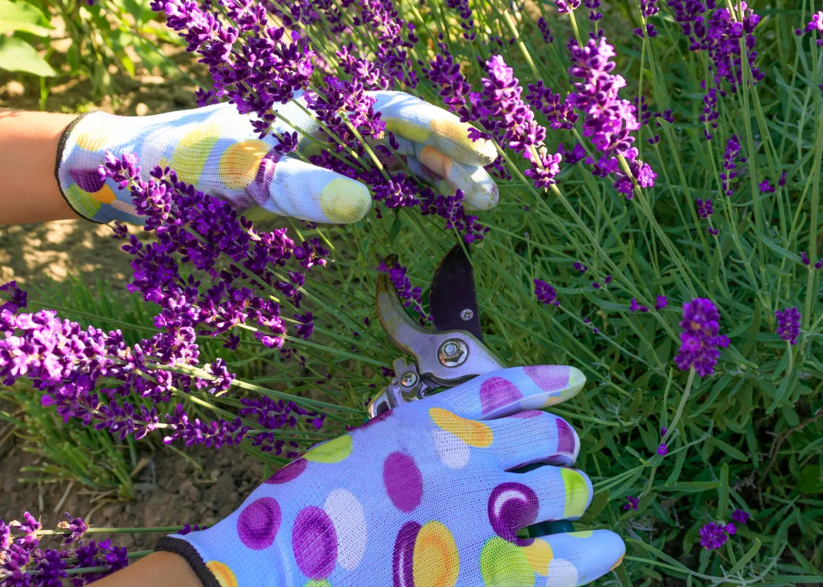 Hands,Of,A,Gardener,In,Gloves,Cut,Lavender,Inflorescences,With