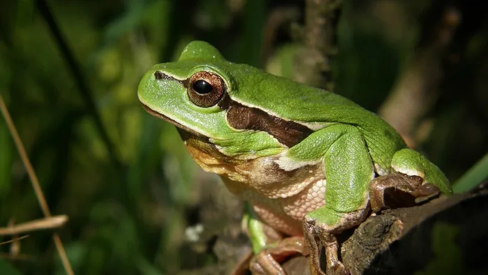 Rákóczifalván békák, Amerikában cápa hullott az égből