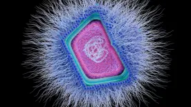 Halálos agyevő amőba-fertőzés: a fürdők továbbra is biztonságosak!