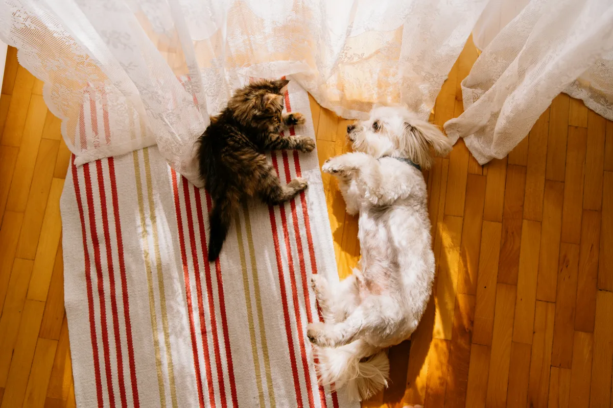kutya, macska, padló, ablak