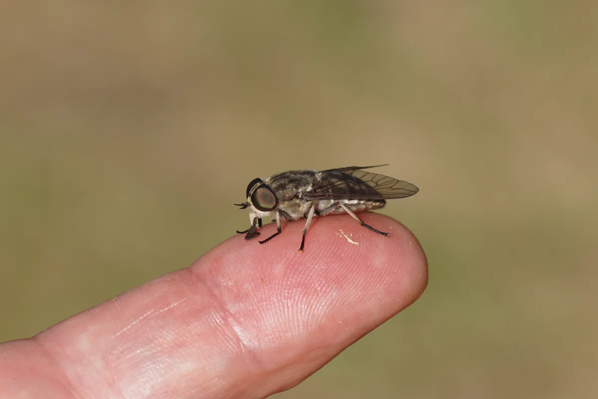 Close,Up,Female,Large,Marsh,Horsefly,(tabanus,Autumnalis).,Family,Horse-flies,