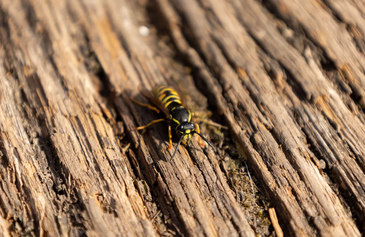 A,Close-up,Shot,Of,A,Wasp,Sitting,On,A,Wooden