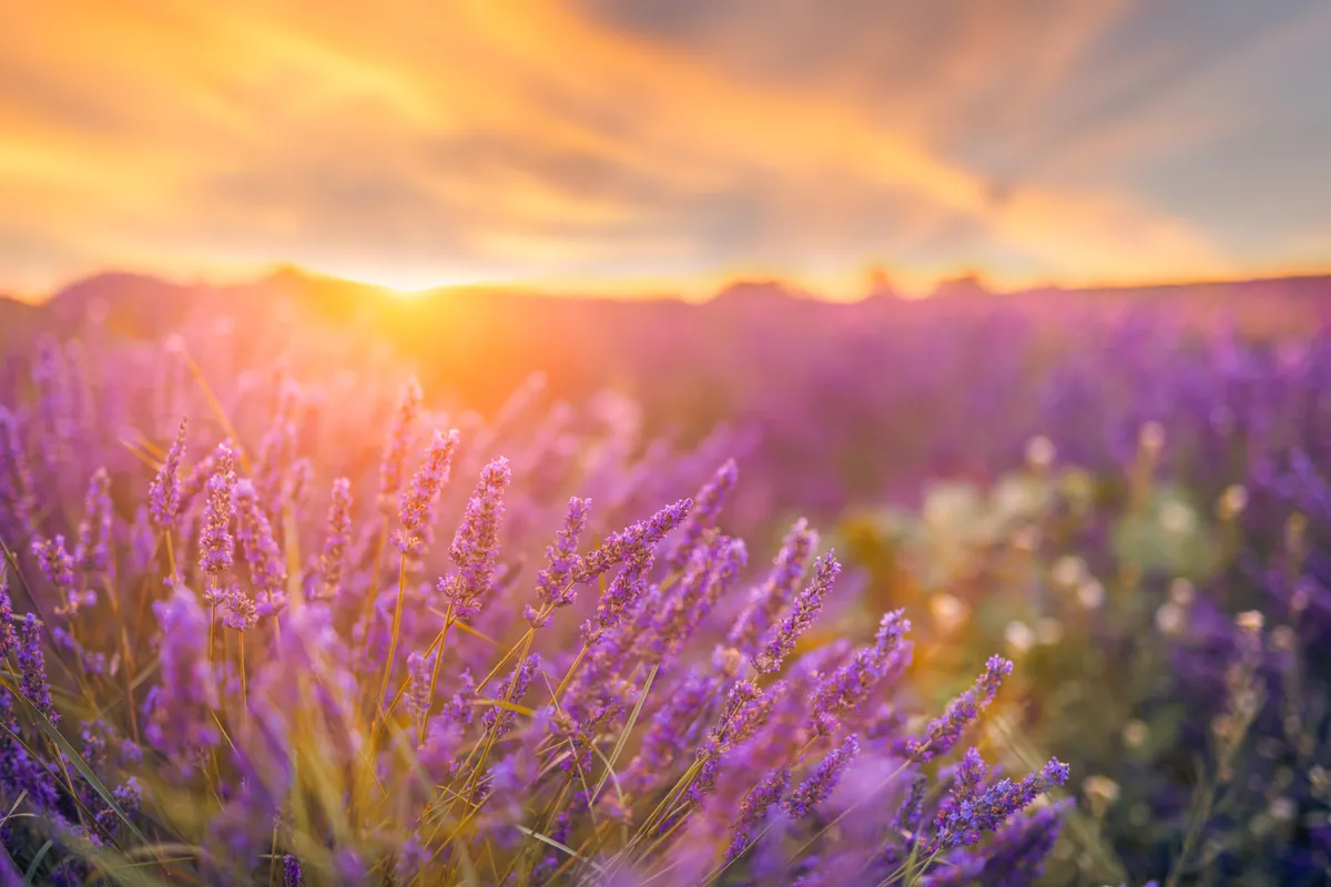 Sunset,Light,Closeup,Lavender,Field,Under,Orange,Gold,Sky,Sun
