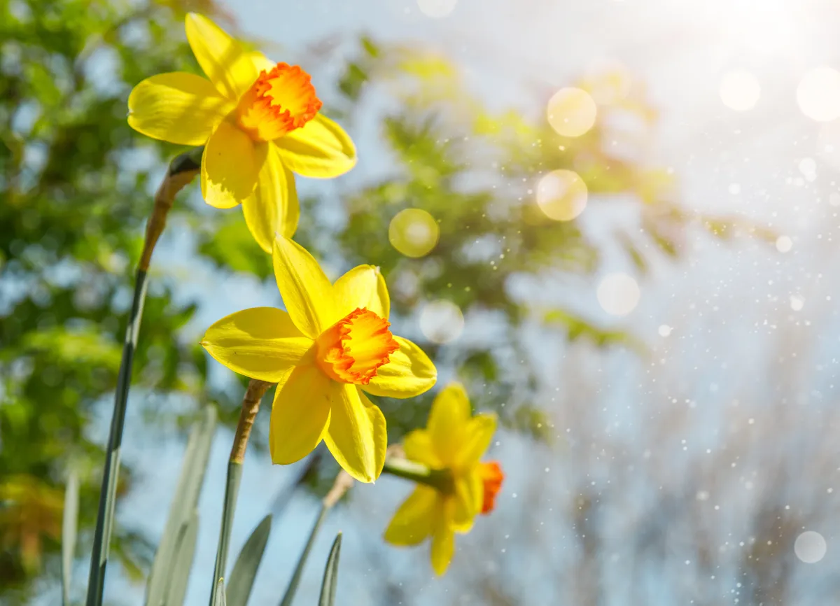 nárcisz, virág, tavaszi virág, csillagjegy