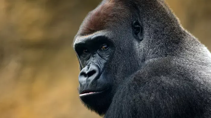 Dühös vagy? Gorillaürüléket is küldhetsz bosszúajándékként