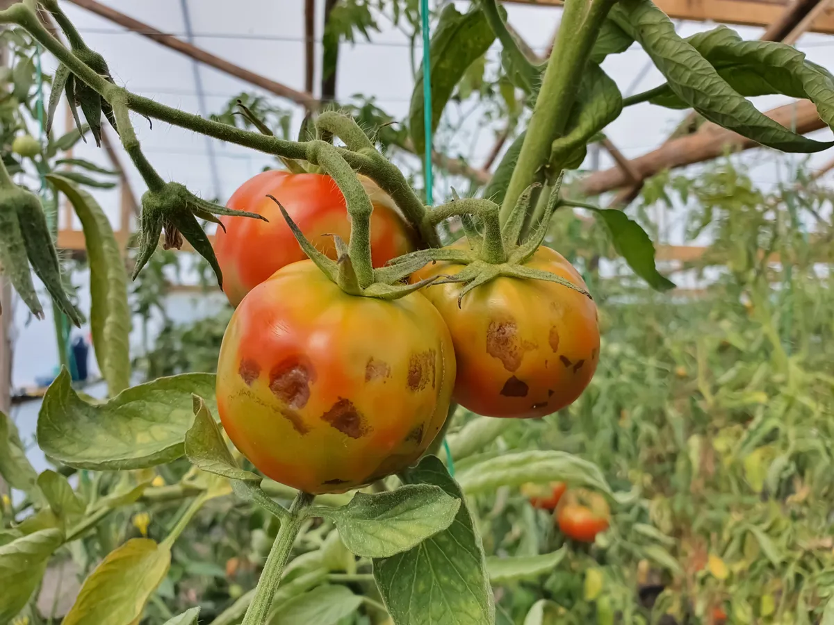 A paradicsom betegségeinek felismerésére használjunk applikációt.