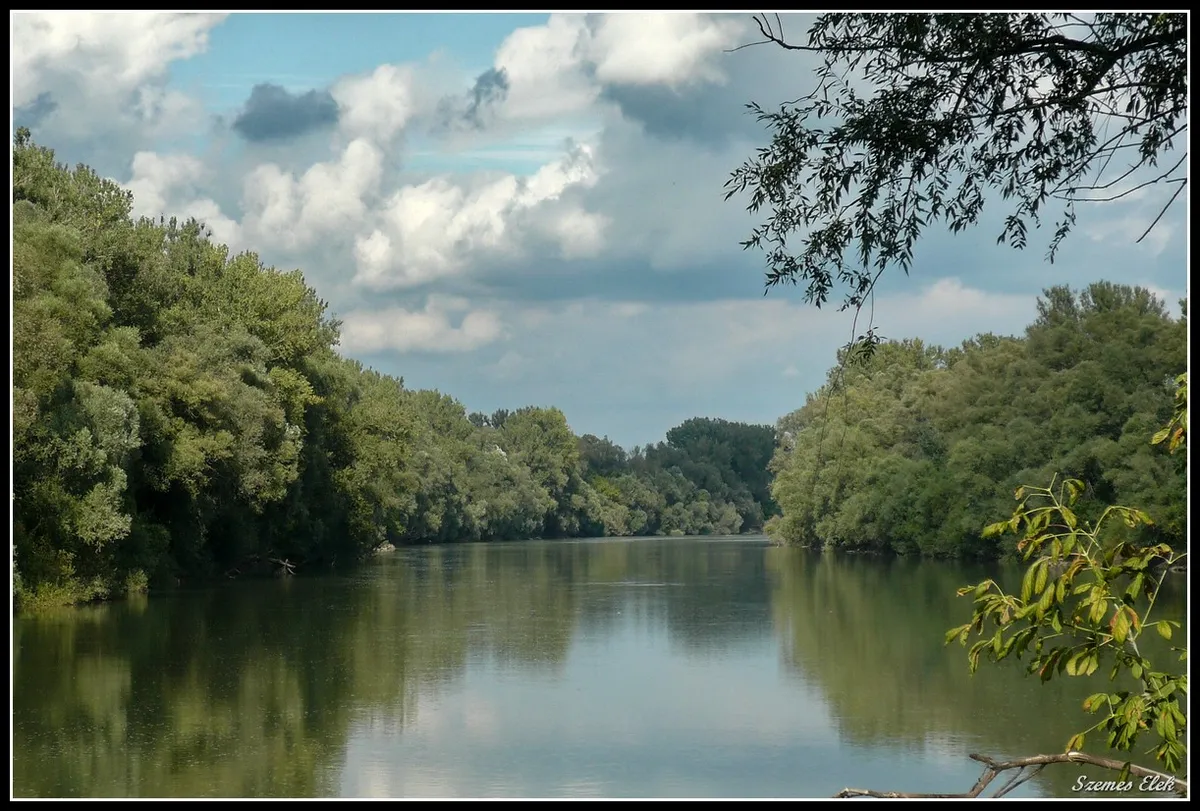 Felső-Tisza vidék, Tisza-folyó, part menti fák 