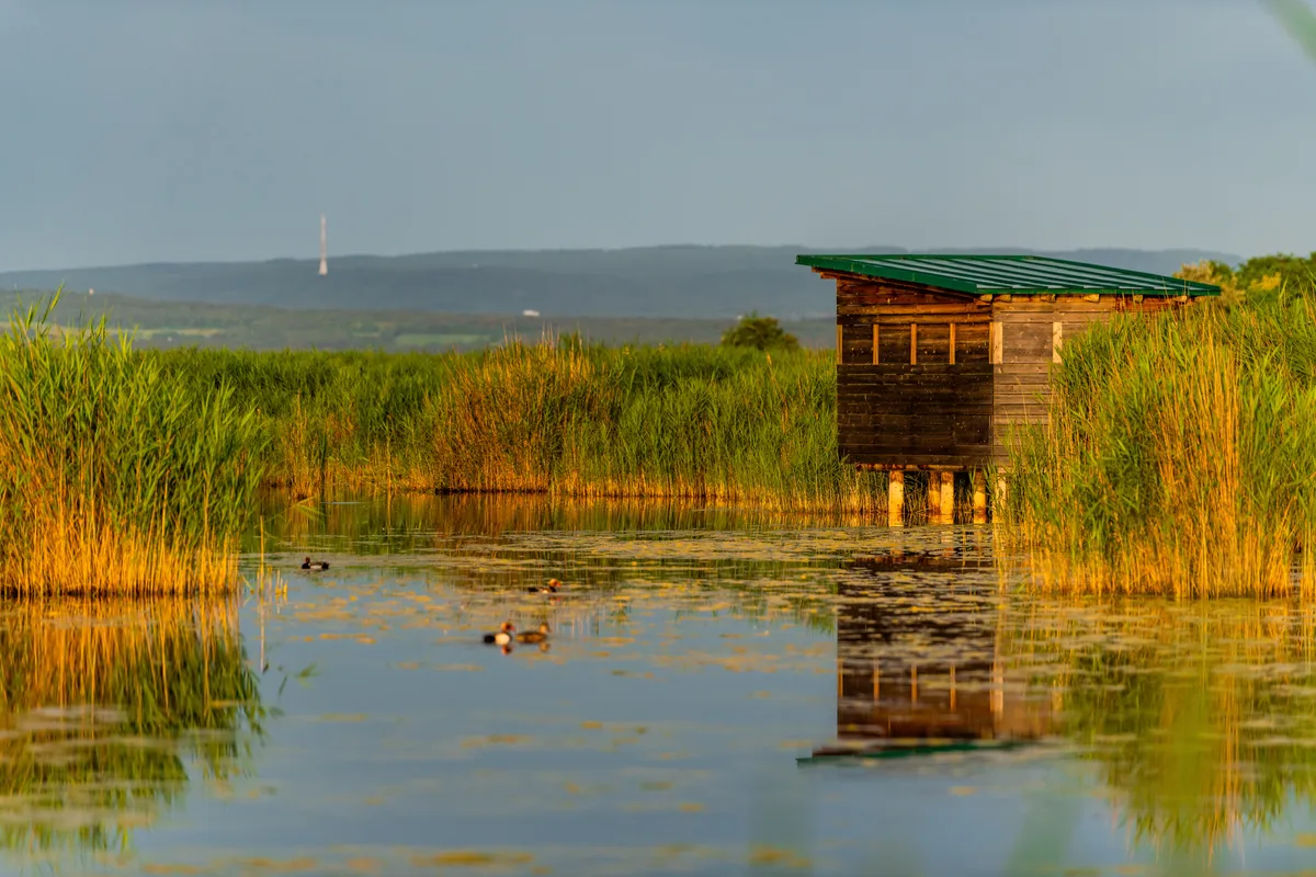 Fertő tó, nádas, víz, vízi élővilág