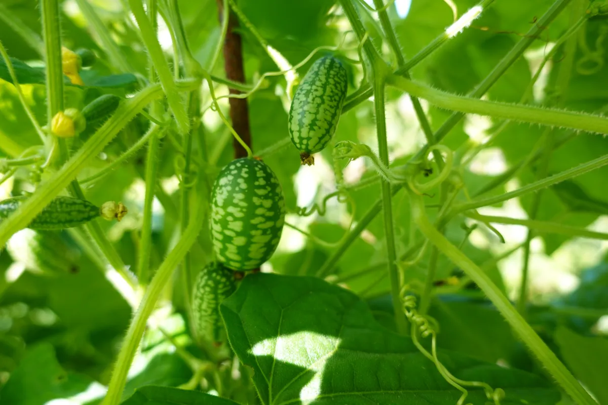 dinnye, egérdinnye, Melothria scabra