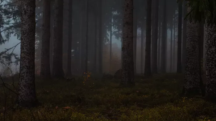 Futva menekült a hátborzongató erdőből, miután ezt meglátta!