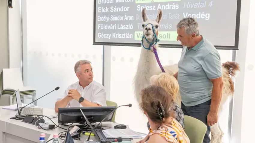 Törökbálint rendkívüli önkormányzati ülése lámákkal zajlott