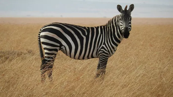 Pánik az állatkertben: elszabadult egy zebra