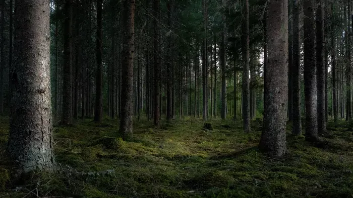 12 napig elveszett a vadonban, élve találtak rá