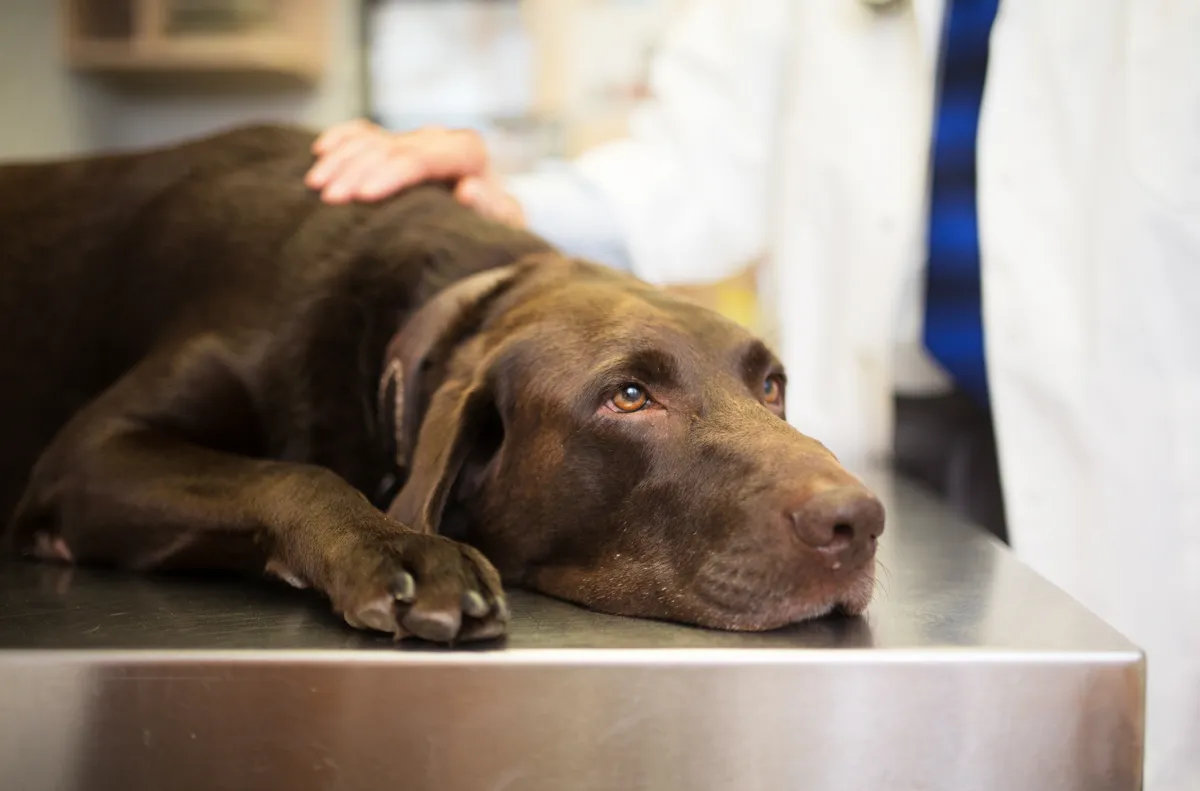 labrador, Lyme-kór tünetei, kutya, állatorvos