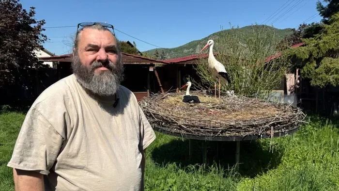 Kirepültek a fiókák a dömösi golyapár fészkéből