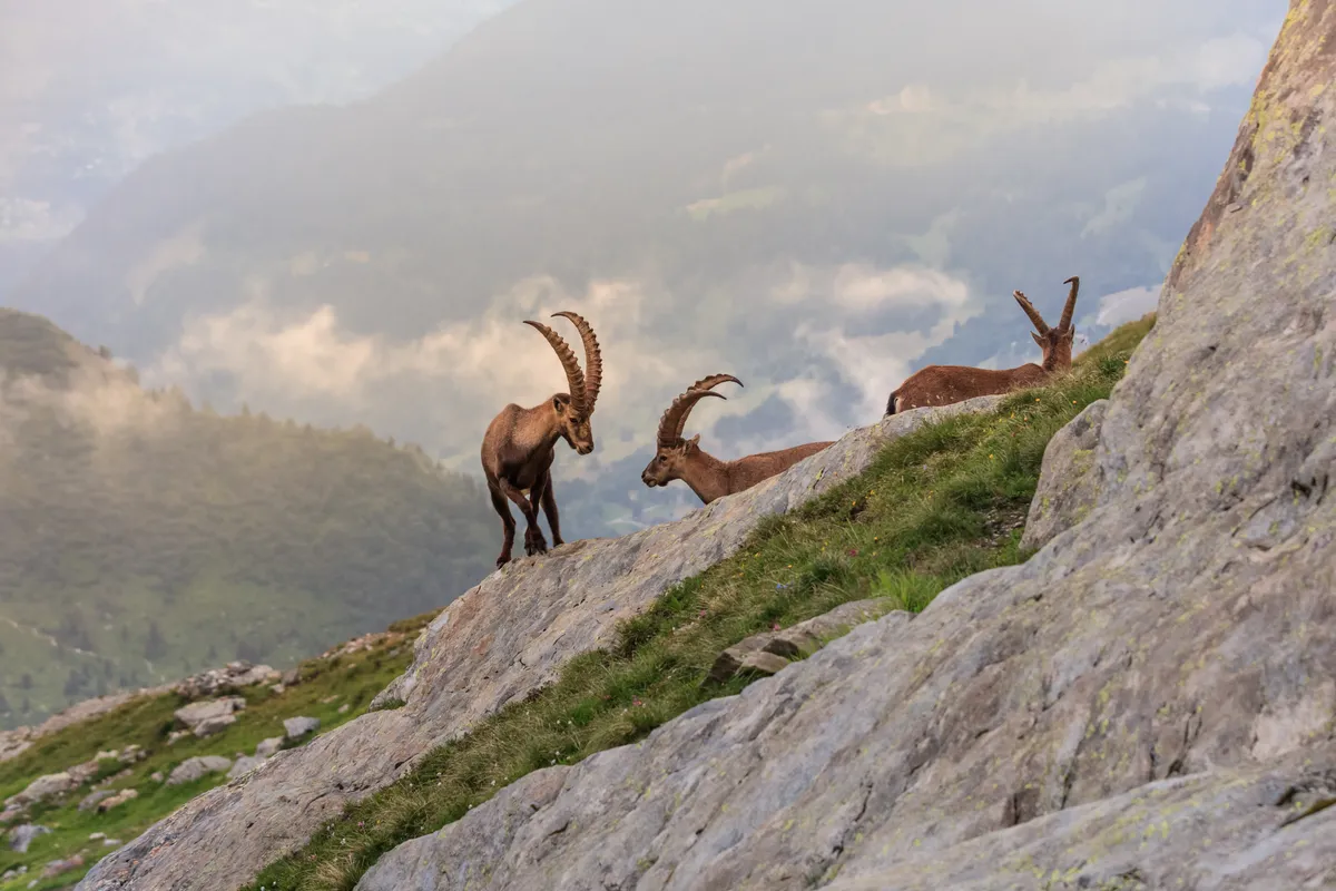 Valle d'Aosta, olasz Alpok, zergék, hegyek