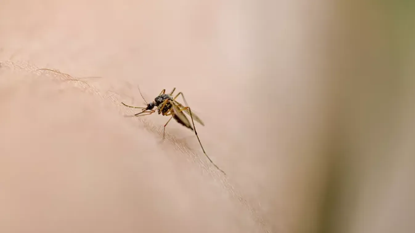 Torz végtagok, fájdalom, elszigetelődés: egyetlen szúnyogcsípés, és horrorrá változhat az életed