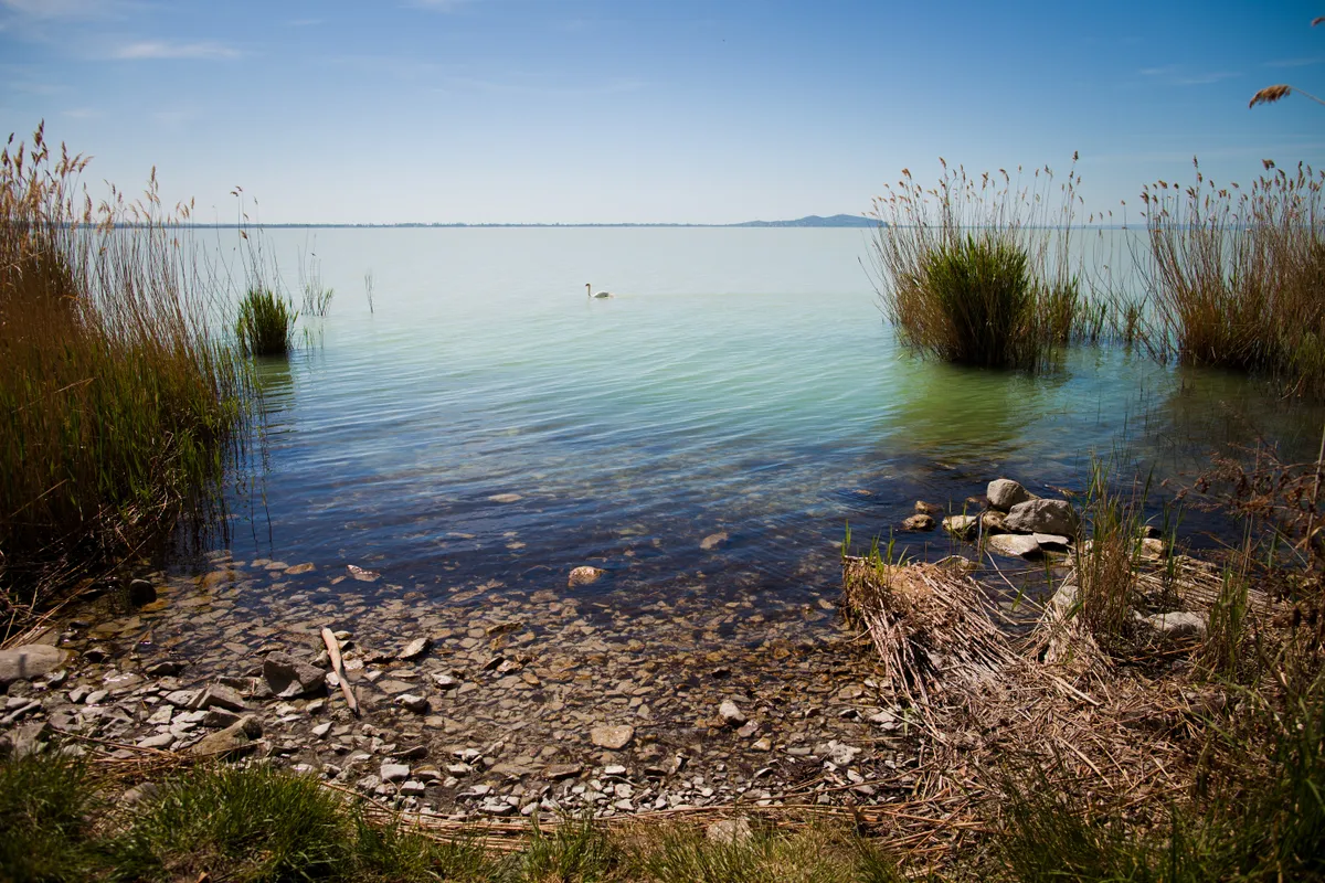 balatoni strandok, pálkövei strand, sás, hattyú