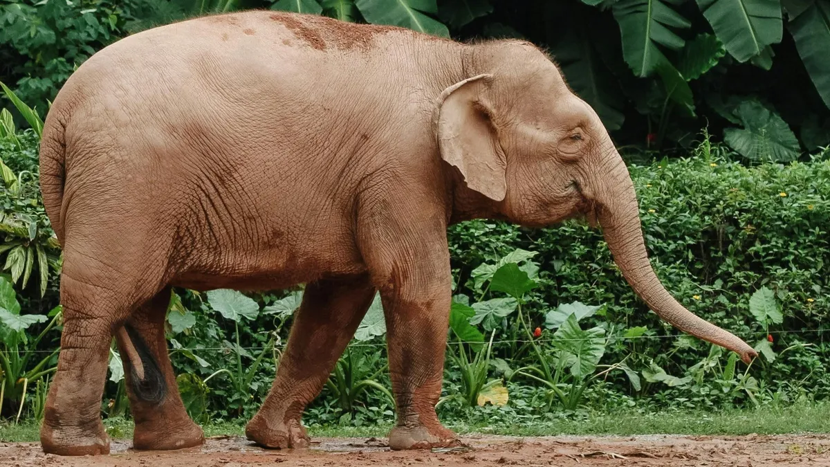 India ad otthont a vadon élő ázsiai elefántpopuláció több mint felének