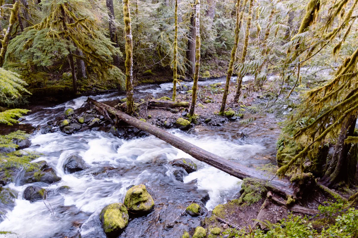 Beautiful shot of a lake in a forest in a rocky terrain
