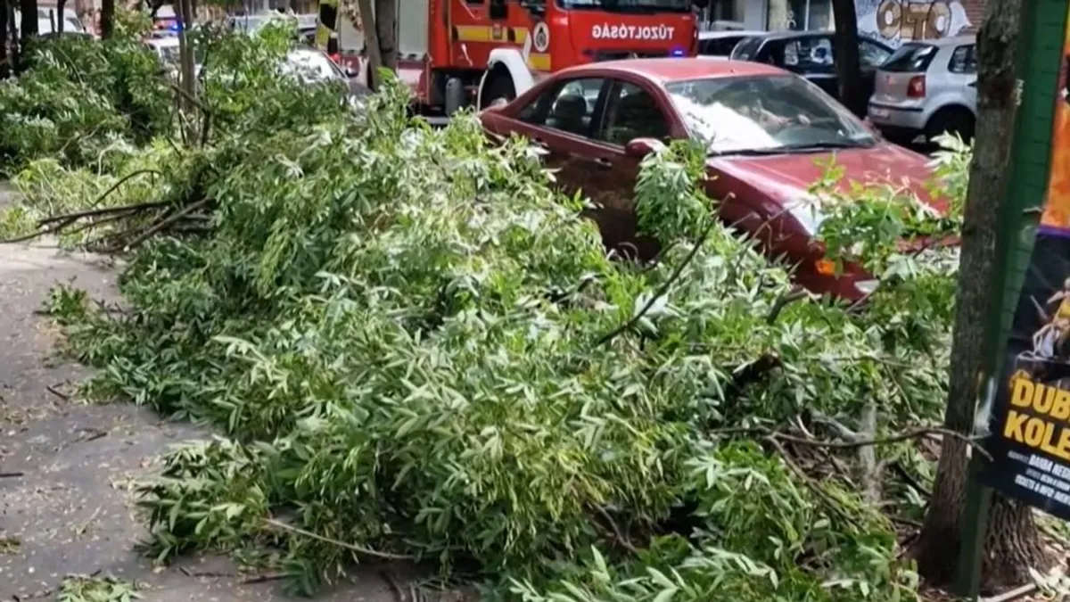 Sokkoló baleset Budapesten: biciklisre dőlt egy fa, maga alá temette a férfit