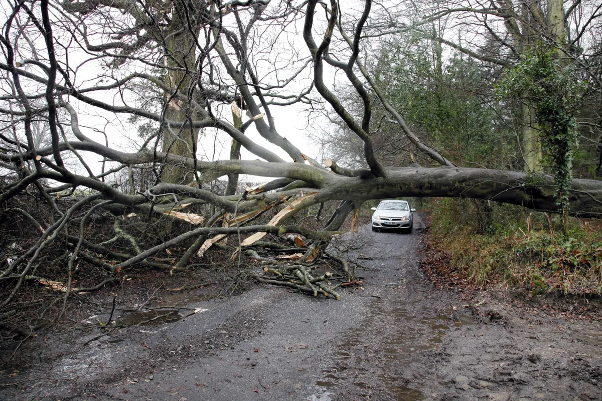 Tonbridge,,Kent,,Uk,,6th,February,2014,,Fallen,Trees,After,A