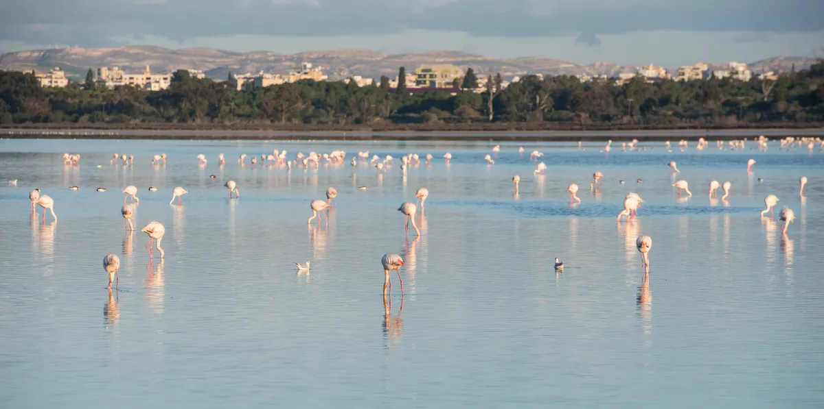Ciprus, Larnaka, tenger, flamingók