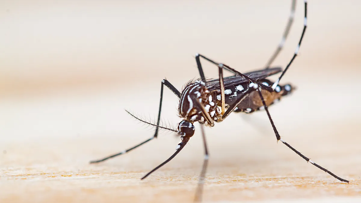 Dengue-láz és malária Magyarországon: újabb ijesztő adatok láttak napvilágot a trópusi betegségek kapcsán