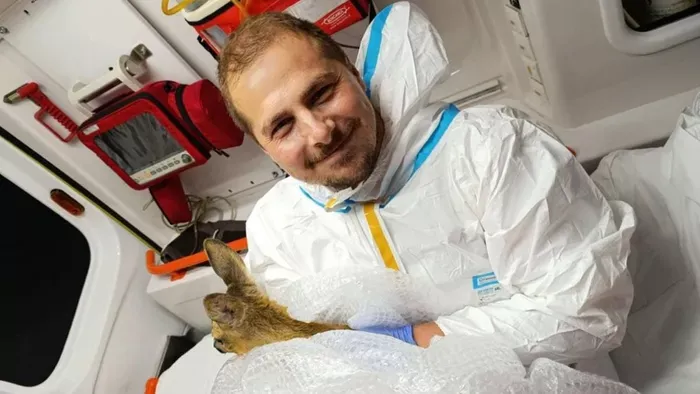 Sérült őzgidát segítségére siettek a mentősök