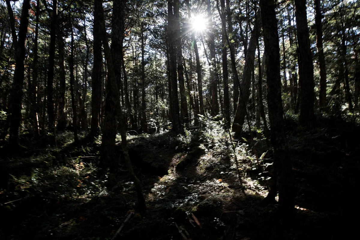 Aokigahara erdő, öngyilkosok helye, Japán