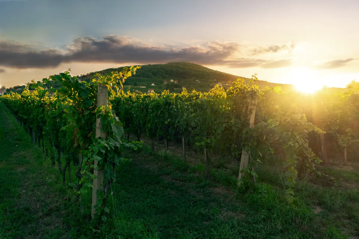Szársomlyó, szőlősorok, naplemente, Villányi borvidék