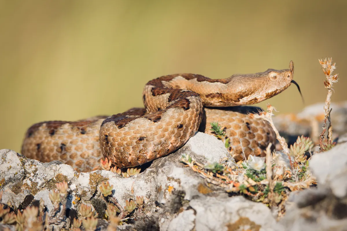 homoki vipera