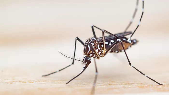 Újabb ijesztő adatok: Dengue láz és malária Magyarországon