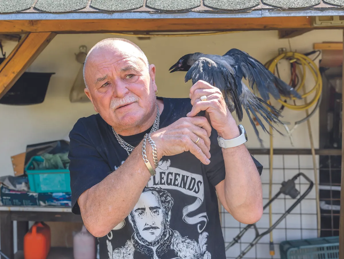 Kedvencek rovatban Nagy Feró és a dolmányos varjúja, Rudi, akit befogadott - BORS
