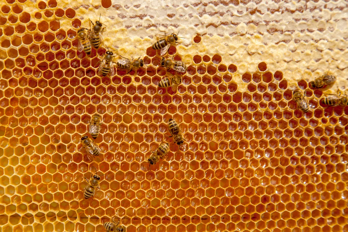 méz, méhsejt, méhek, kaptár