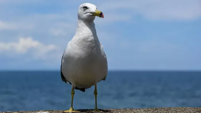 "Pszichopata sirály": Videón, ahogy milliárdos kárt okozott