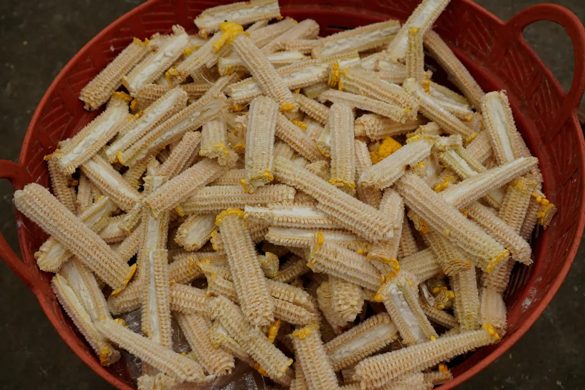 kukorica, kukoricacsutka, alaplé