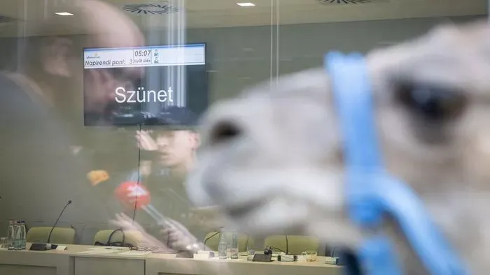 Így néz ki, ha önkormányzati ülésre lámákat visznek