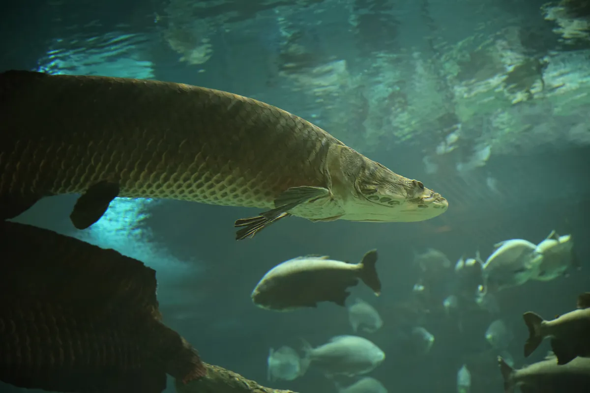 Fish,Under,Water.,Arapaima,Fish,-,Pirarucu,Arapaima,Gigas,One