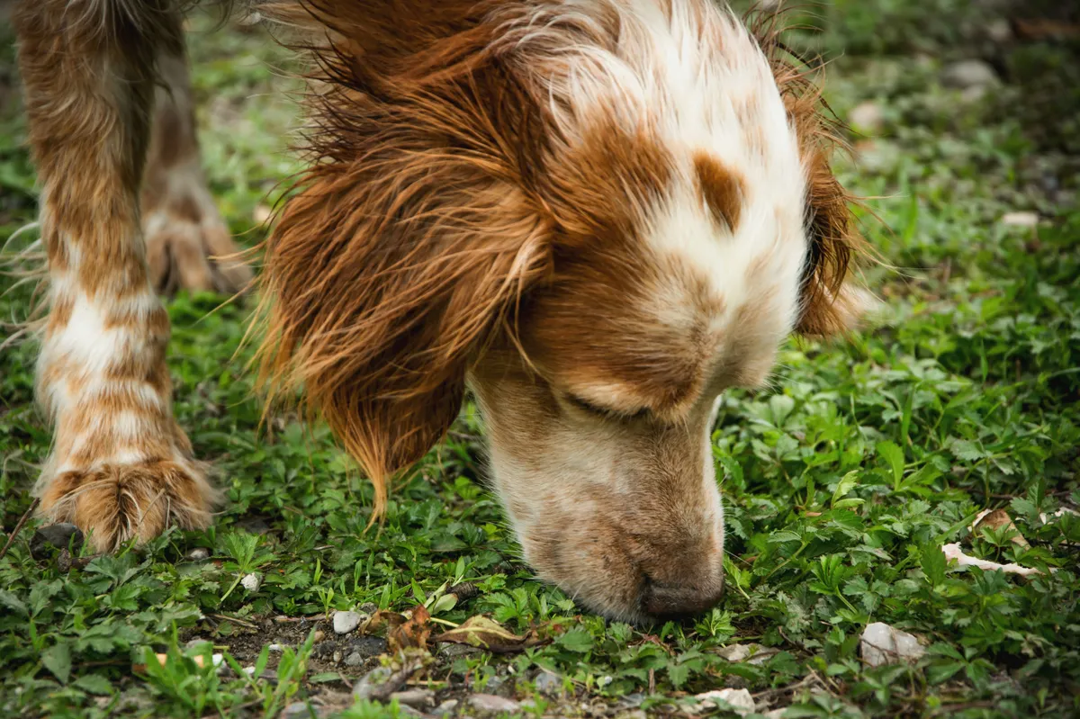 The,Dog,Is,Sniffing,The,Tracks